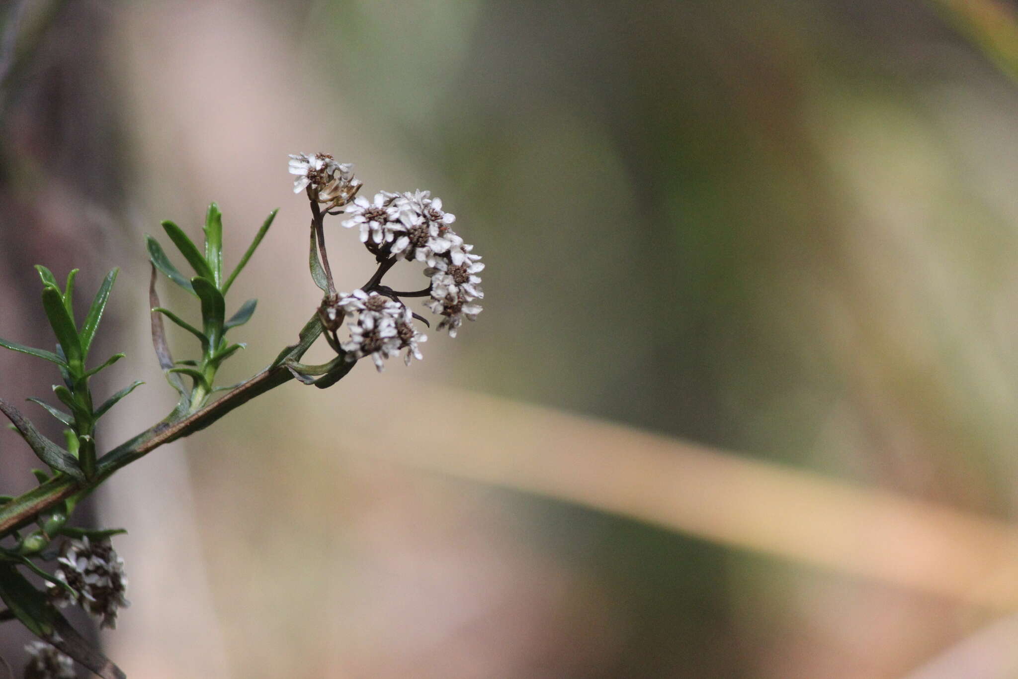 Image of Ixodia achillaeoides subsp. alata