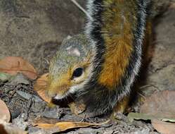 Image of Fire-footed Rope Squirrel