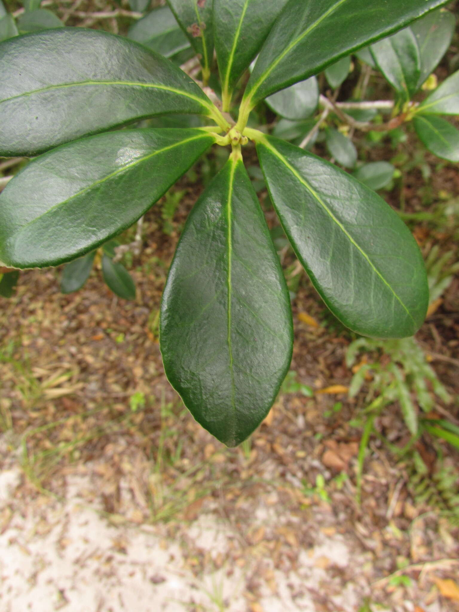 Image of Ternstroemia brasiliensis Cambess.