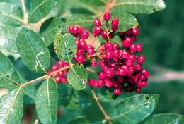 Image of Brazilian Peppertree