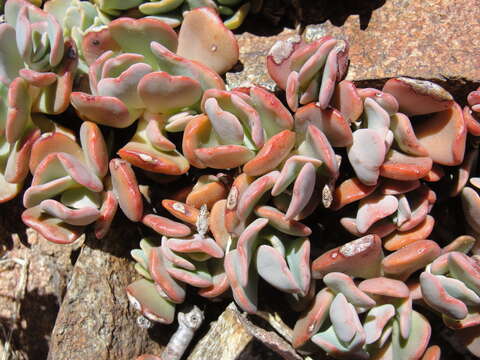 Слика од Sedum obtusatum subsp. paradisum M. F. Denton