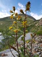 Imagem de Solidago virgaurea subsp. minuta (L.) Arcangeli