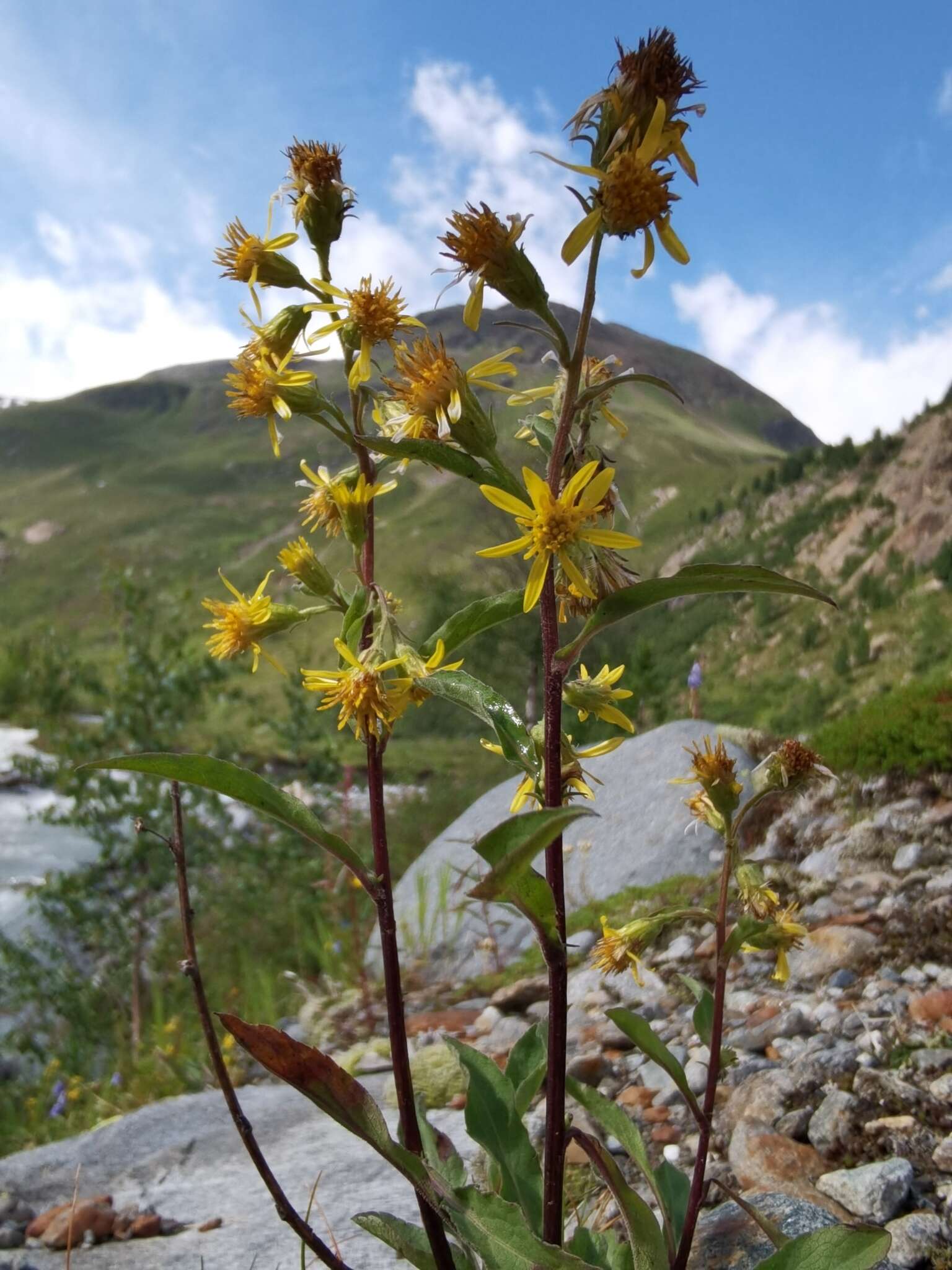 Plancia ëd Solidago virgaurea subsp. minuta (L.) Arcangeli