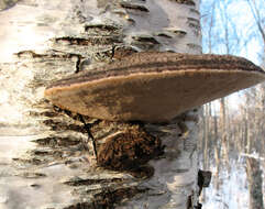 Image of Phellinus igniarius (L.) Quél. 1886