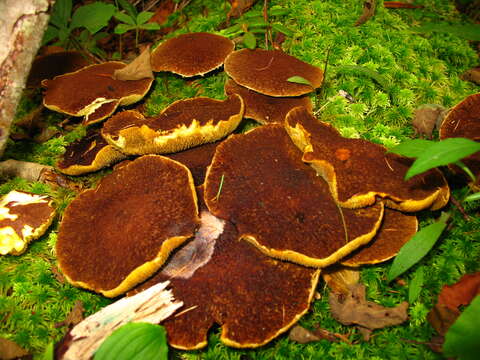 Image of Suillus cavipes (Klotzsch) A. H. Sm. & Thiers 1964