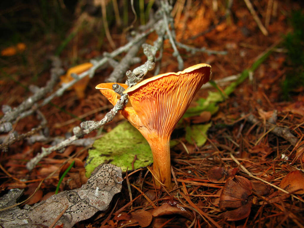 صورة Hygrophoropsis