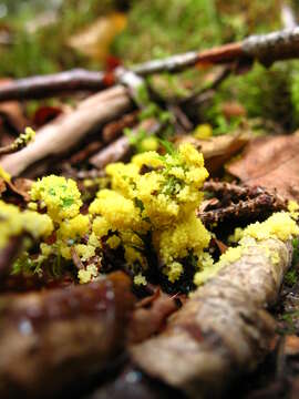 Image of Dog vomit slime mold