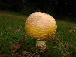 Image of Amanita flavoconia G. F. Atk. 1902