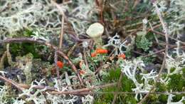 Image of Florke's cup lichen