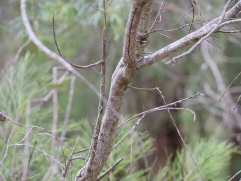 Image of Hakea florida R. Br.