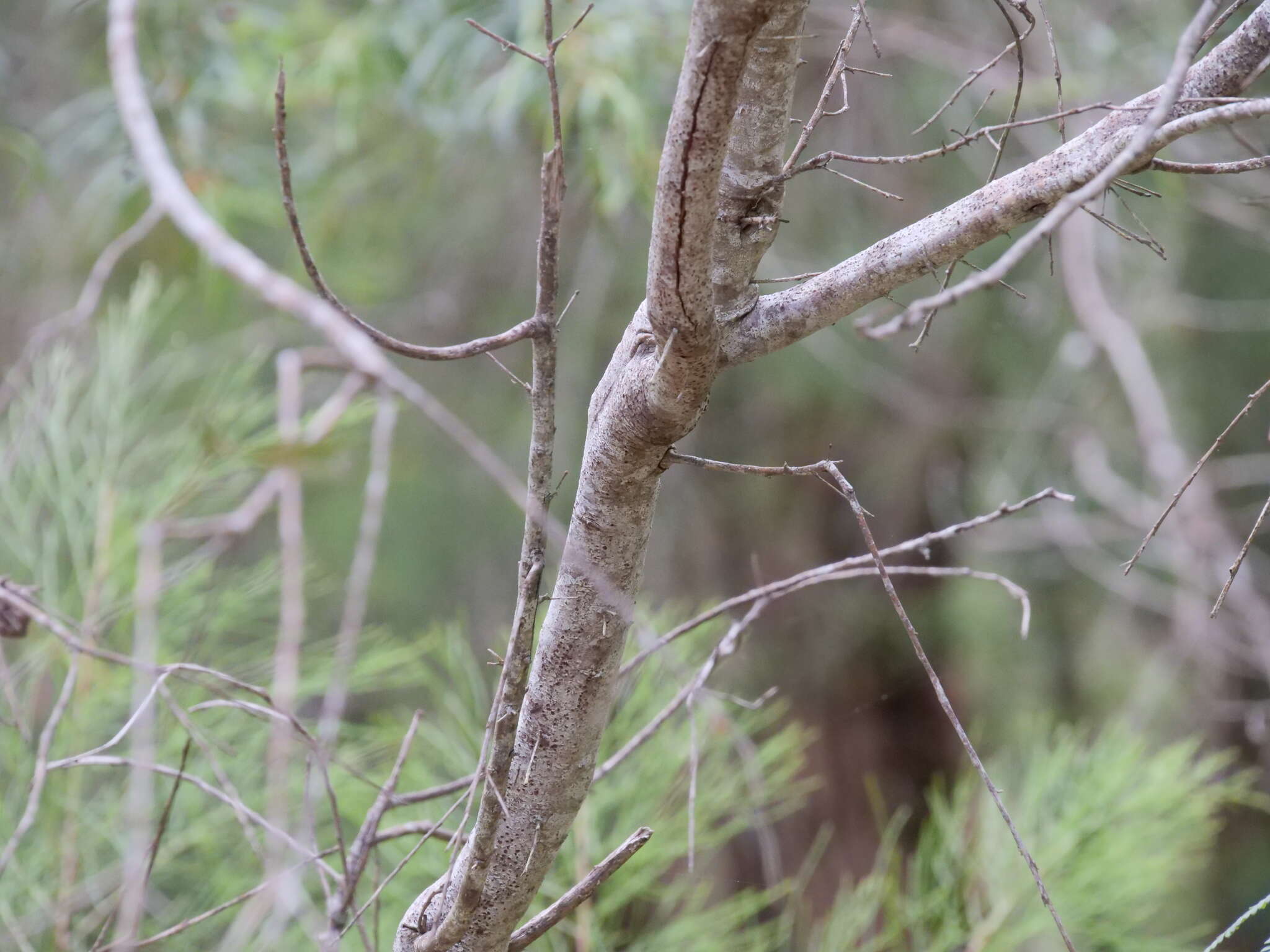 Imagem de Hakea florida R. Br.