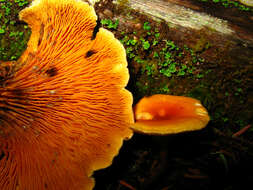 صورة Hygrophoropsis