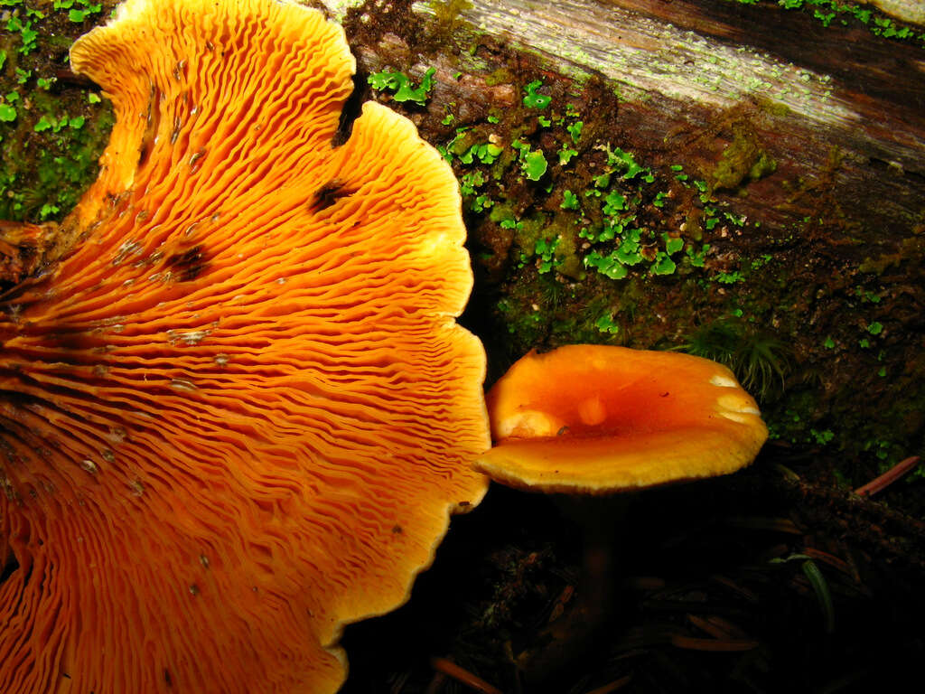 صورة Hygrophoropsis