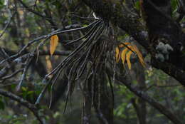 Imagem de Dendrobium aqueum Lindl.
