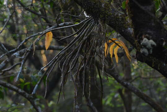 Imagem de Dendrobium aqueum Lindl.