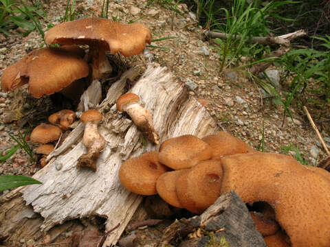 Image of Armillaria ostoyae (Romagn.) Herink 1973