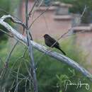 Imagem de Turdus chiguanco anthracinus Burmeister 1858