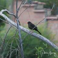 Turdus chiguanco anthracinus Burmeister 1858 resmi