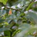 Image of Japonica lutea patungkoanui