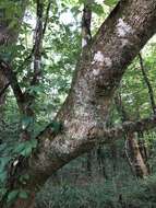 Image of Magnolia virginiana var. australis Sarg.