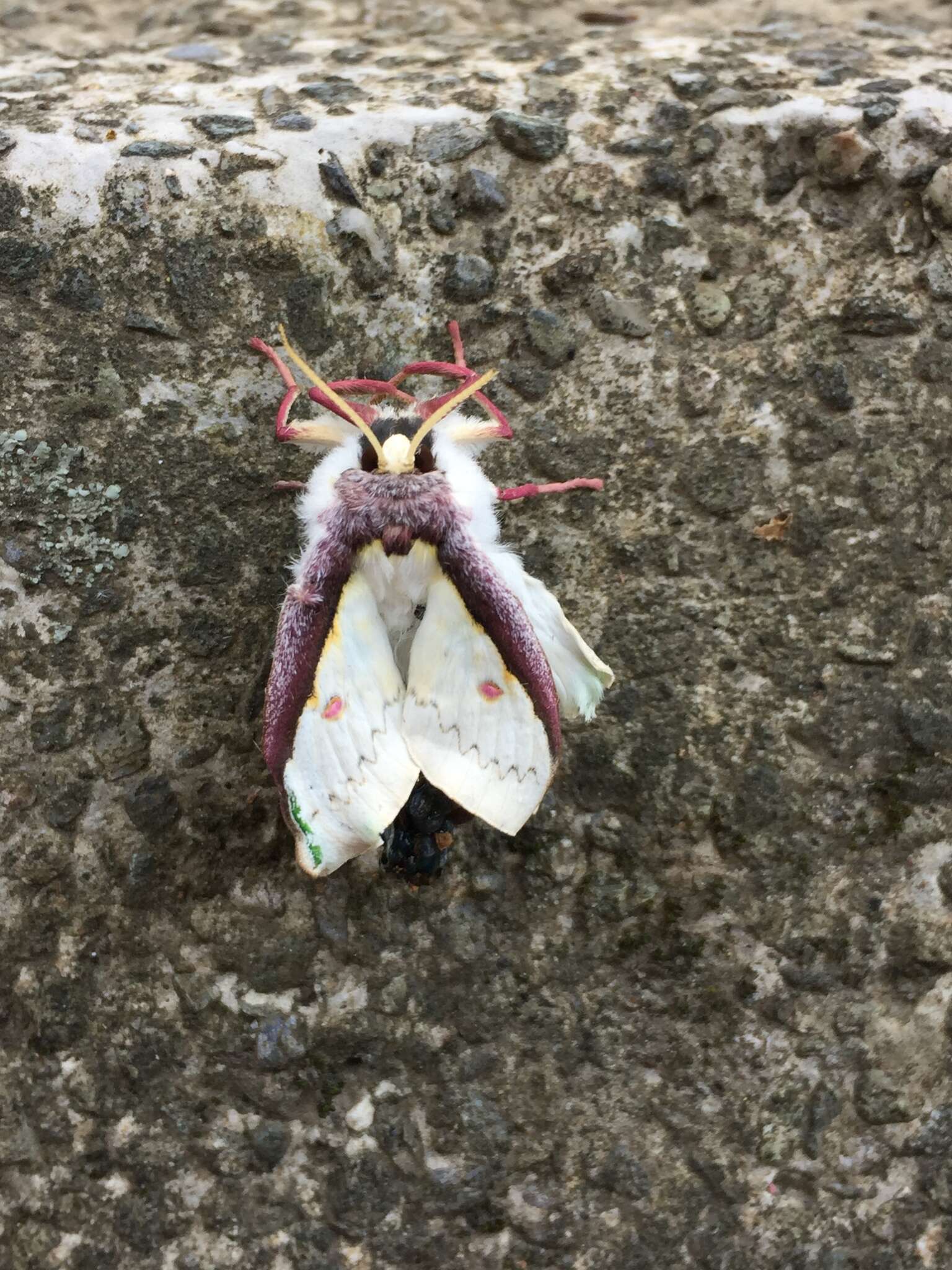 Image of Actias sinensis subaurea Kishida 1993