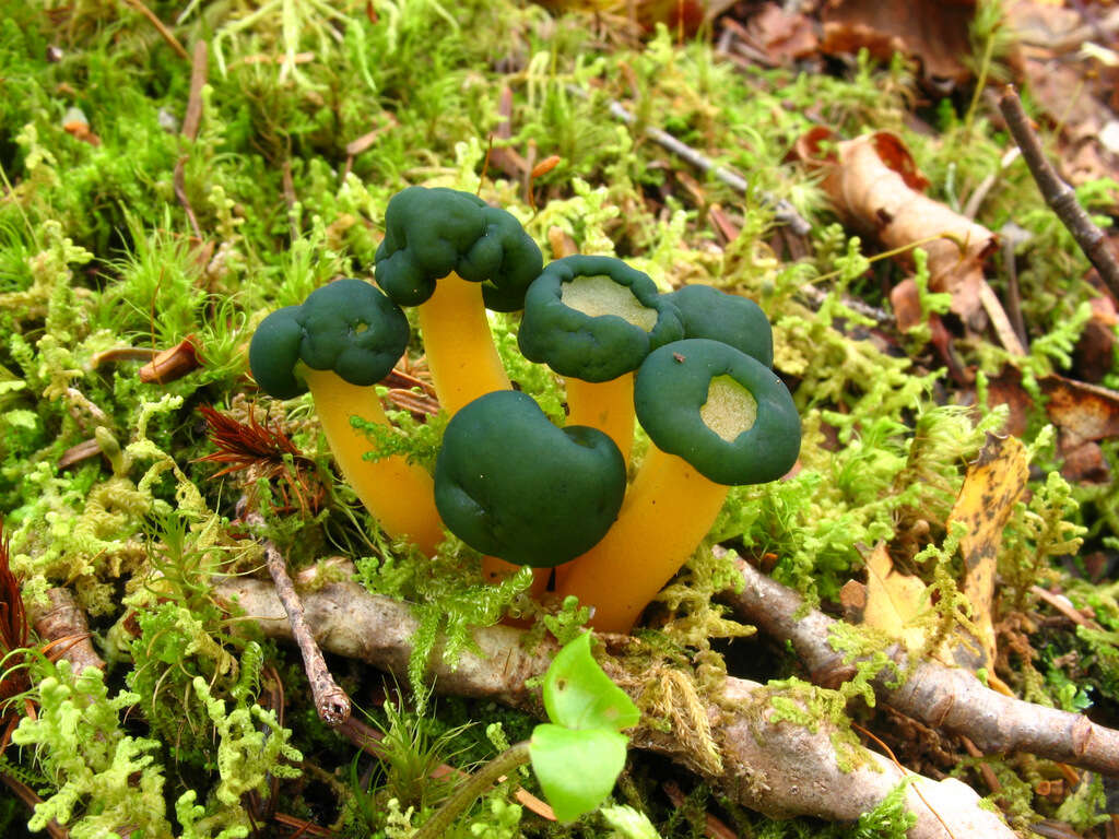 Leotia viscosa resmi