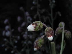 Leucheria floribunda DC. resmi