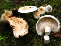 Imagem de Lactarius deceptivus