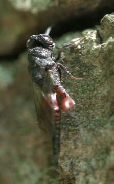 Image of Phasgonophora sulcata Westwood 1832