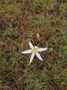 Imagem de Zephyranthes mesochloa Herb. ex Lindl.