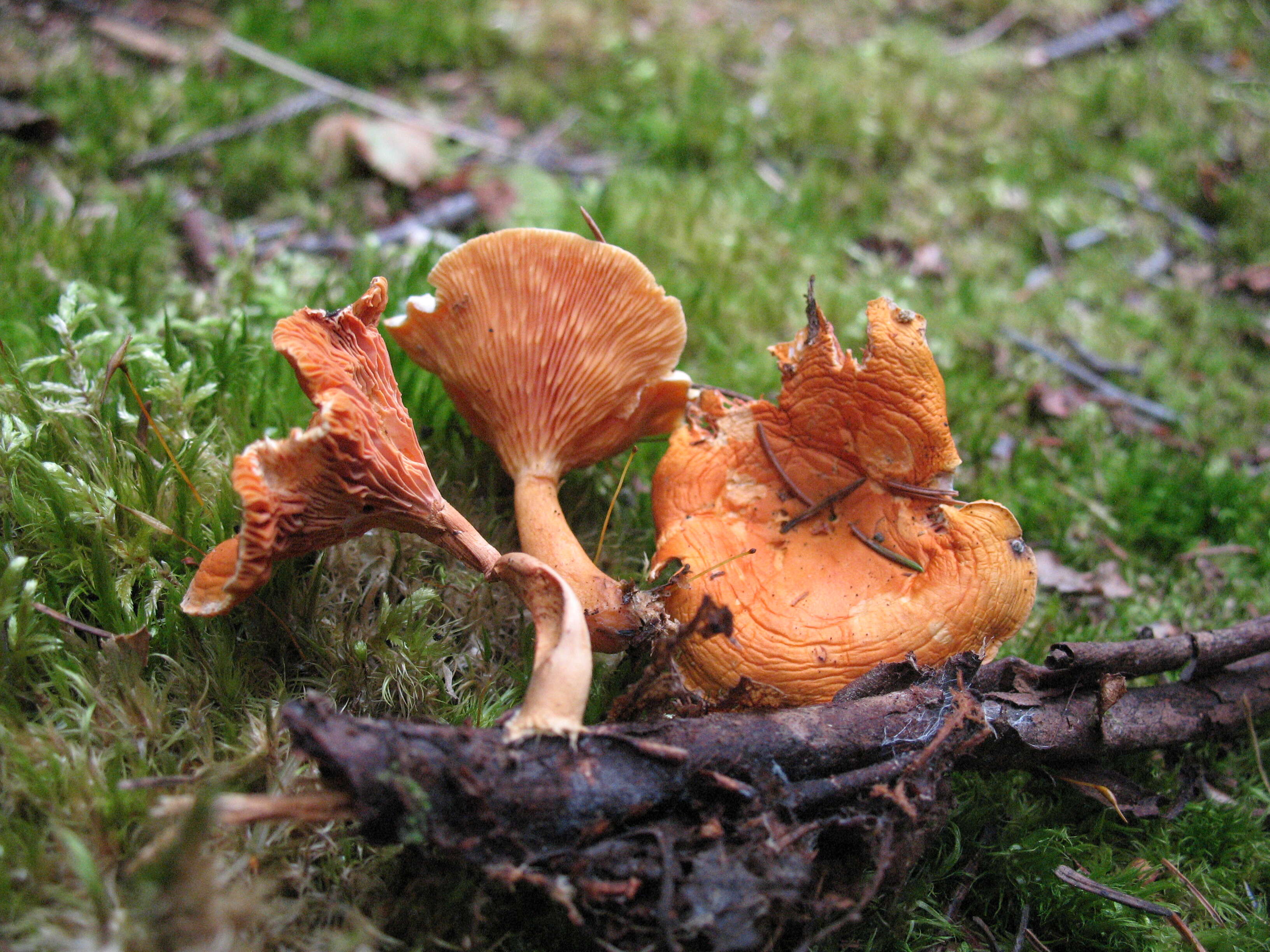 صورة Hygrophoropsis