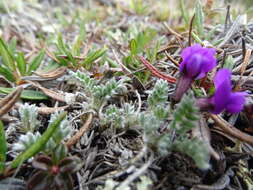 Image of <i>Oxytropis huddelsonii</i>