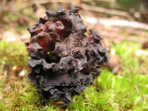 Image de Chanterelle bleue