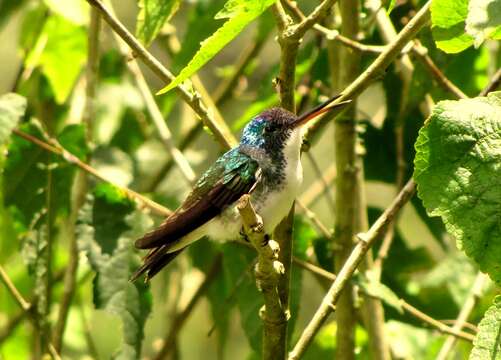 Image of Amazilia franciae