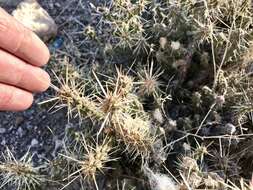 Image of Whipple cholla