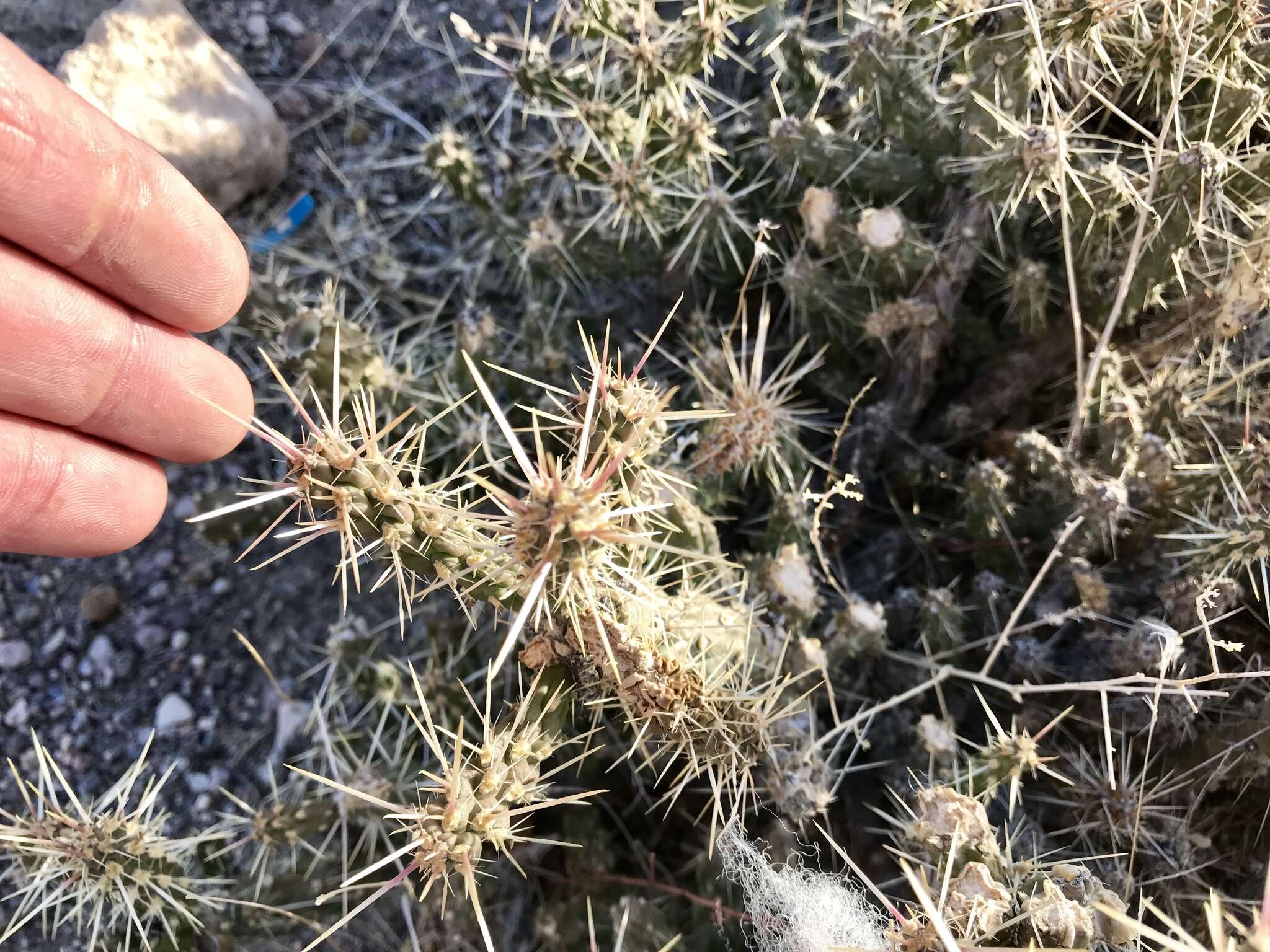 Image of Whipple cholla