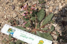 Image of Booth's evening primrose