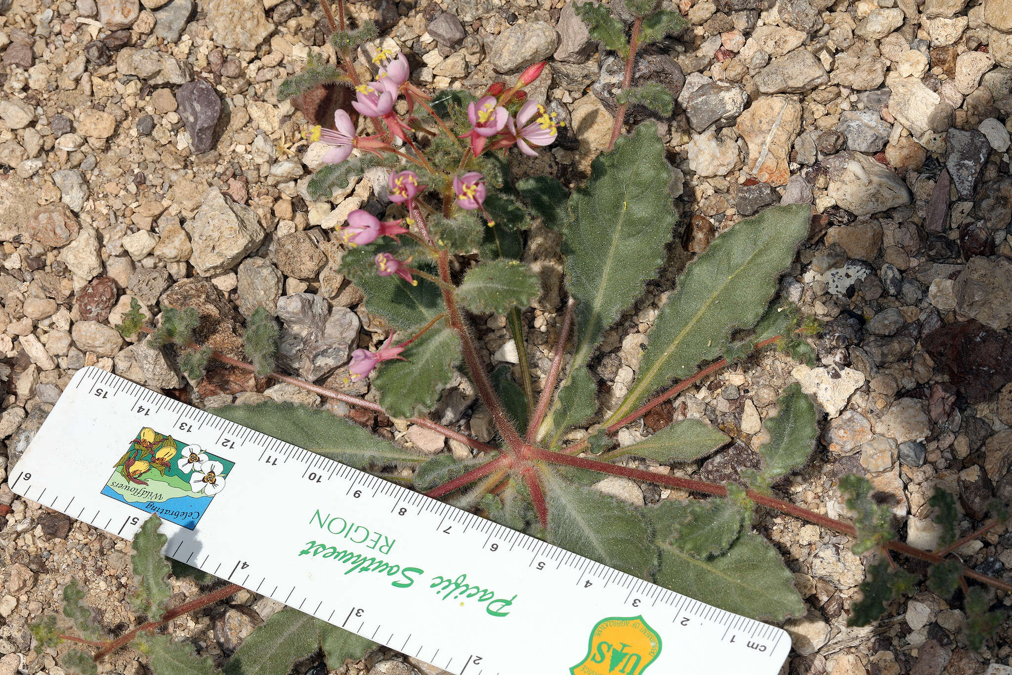 Image of Booth's evening primrose