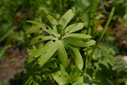 Urocystis eranthidis (Pass.) Ainsw. & Sampson 1950 resmi