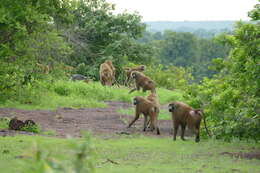 Image of Guinea Baboon