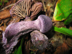 Image of Cortinarius violaceus (L.) Gray 1821