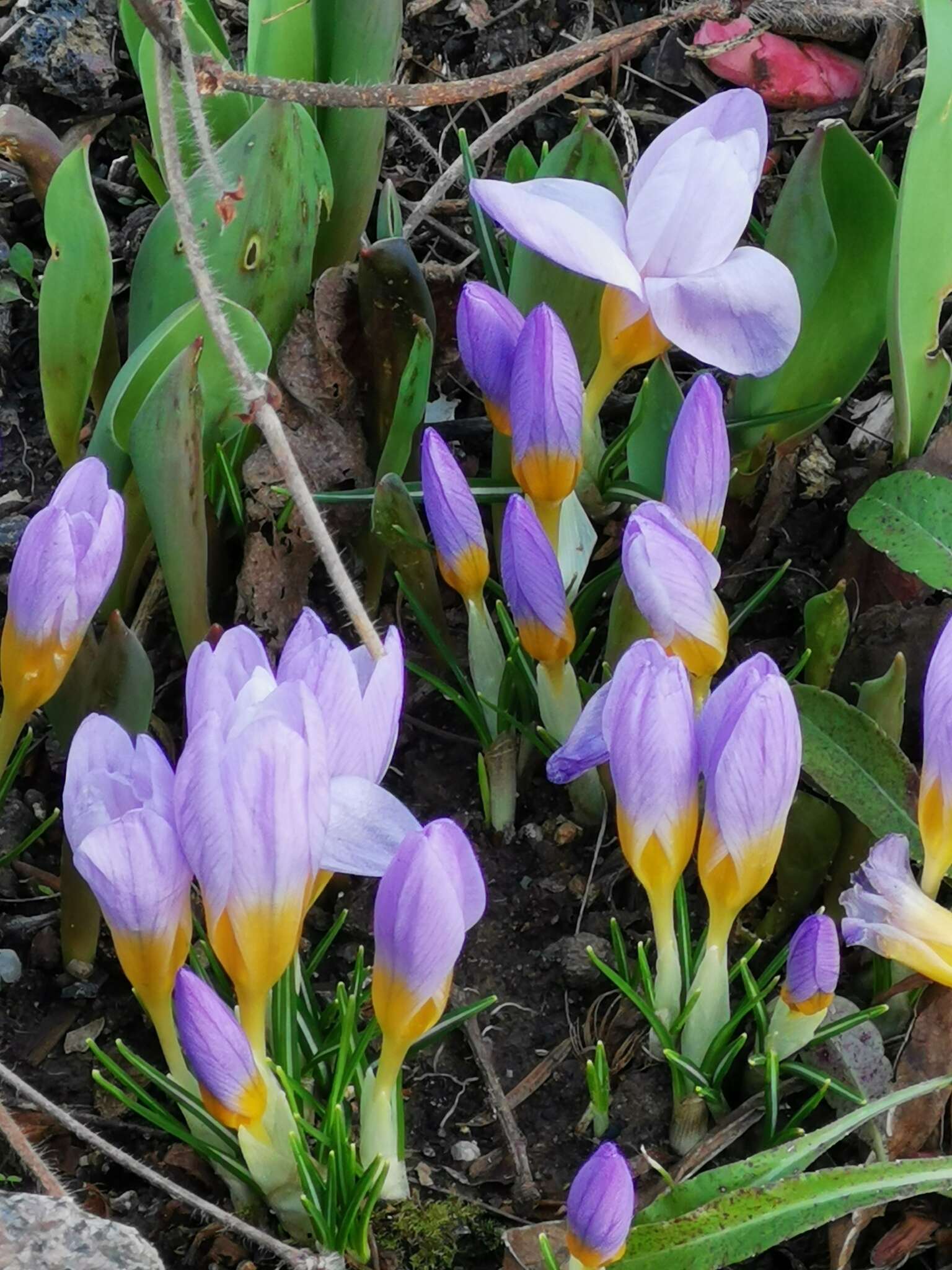 Crocus atticus (Boiss. & Orph.) Orph. resmi