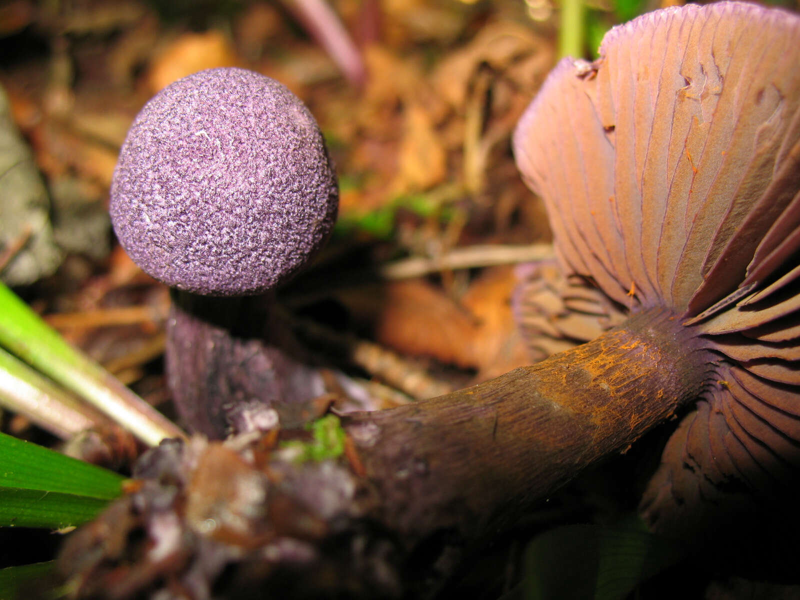 Image of Cortinarius violaceus (L.) Gray 1821