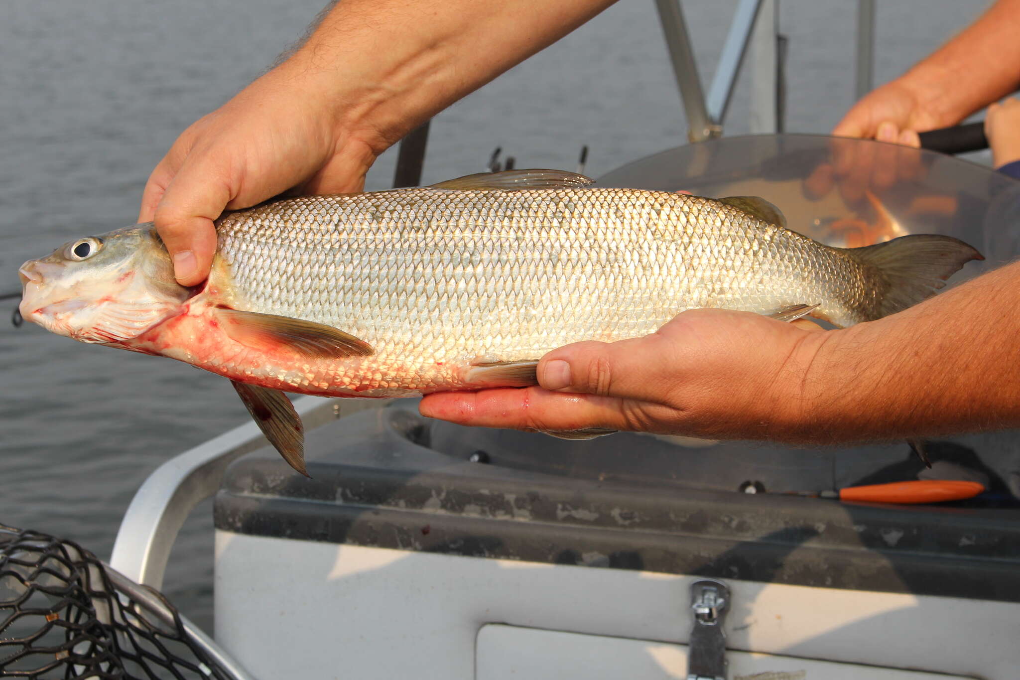 Image of Lake whitefish