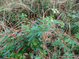 Image of Lachemilla procumbens (Rose) Rydb.