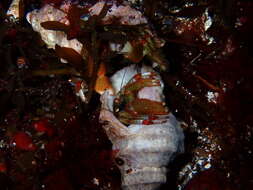 Image of Bering hermit crab