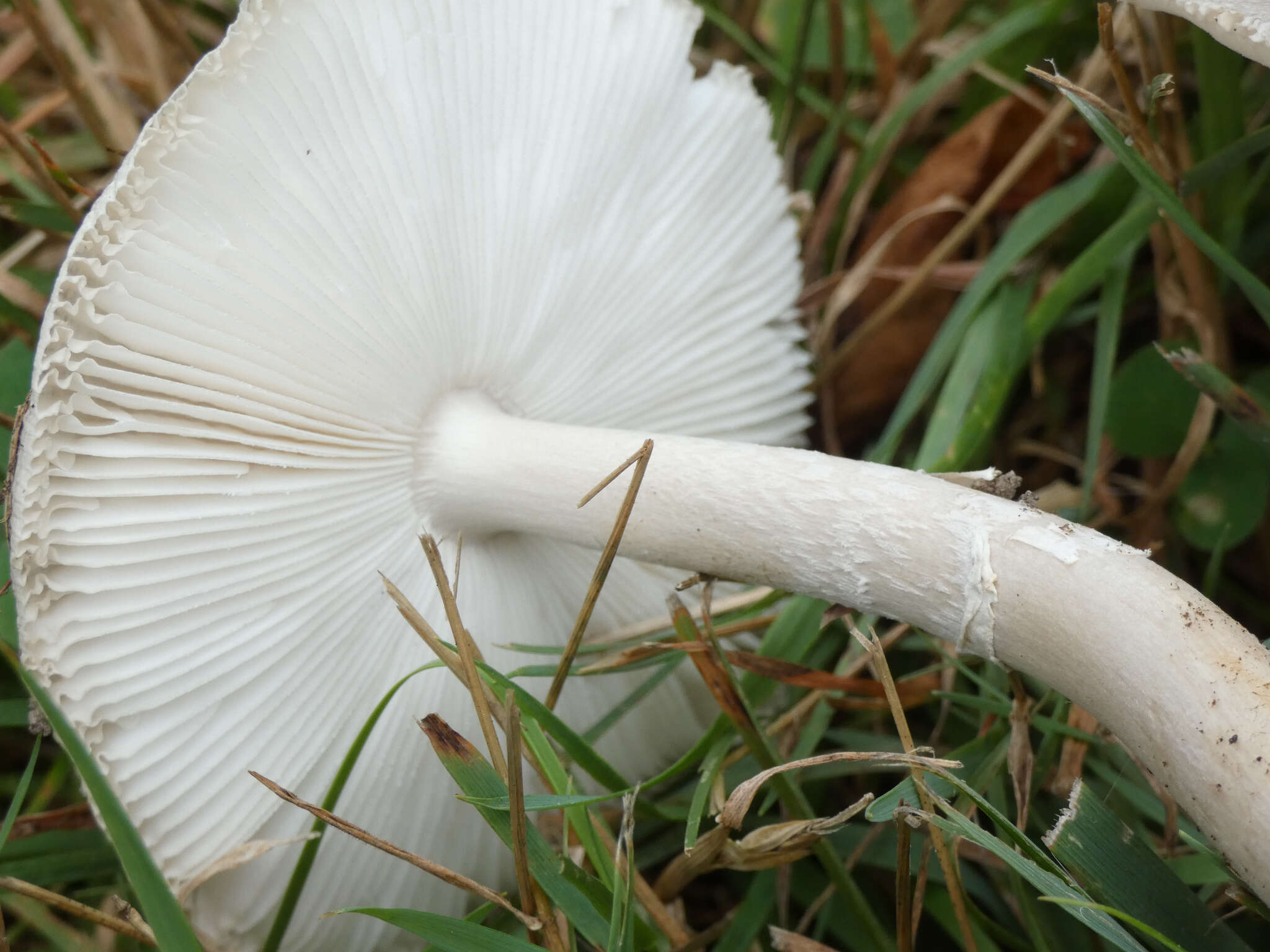 Слика од Amanita spreta (Peck) Sacc. 1887