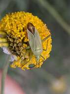 Image of Thiomiris sulphureus (Reuter 1879)