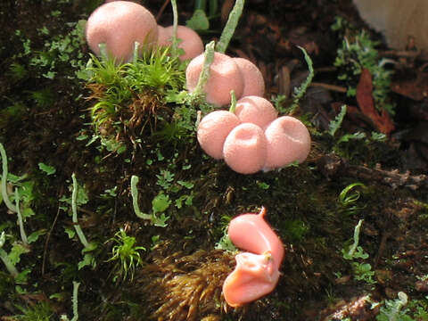 Image of Lycogala epidendrum