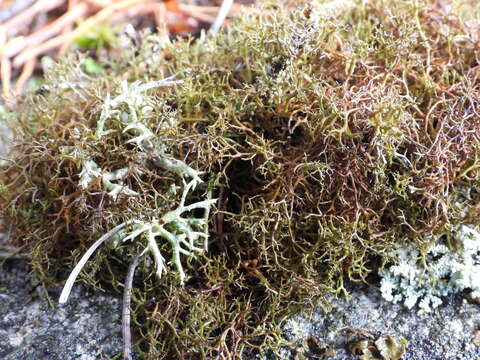 Image of Cetraria muricata (Ach.) Eckfeldt